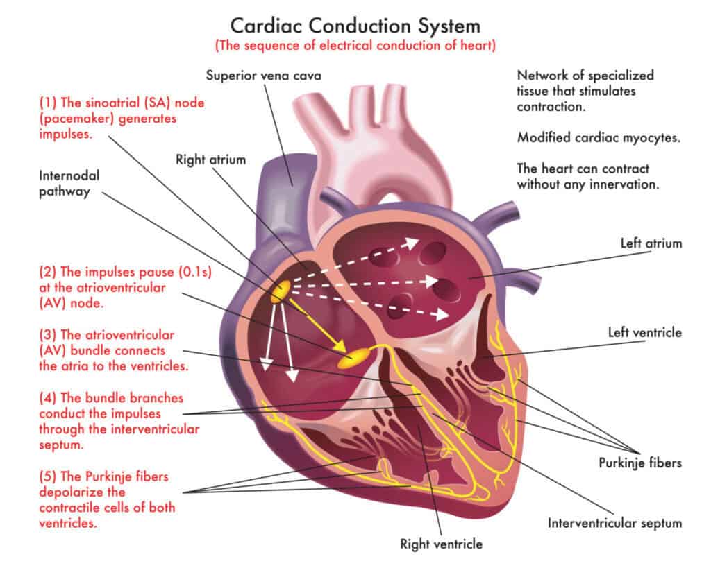 Heart Anatomy Sa Node