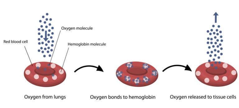 Why Does The Oxygen Saturation Drop After An SVT Attack? | Stop SVT